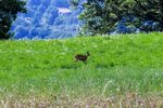 Durch Zufall in freier Wildbahn entdeckt