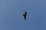 Bussard