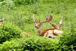 Die Tiere in freier Wildbahn ohne Umzäung zum Besucher