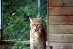 Auf den Luchs musste man etwas warten, bis er aus seiner Behausung kam