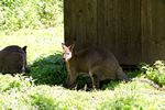 ein Känguruh fühlt sich in Rosegg heimisch